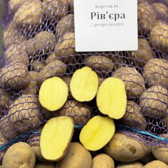 Семенной картофель Ривьера 50-60 дней, 2 репродукция