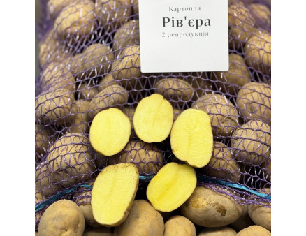 Семенной картофель Ривьера 50-60 дней, 2 репродукция