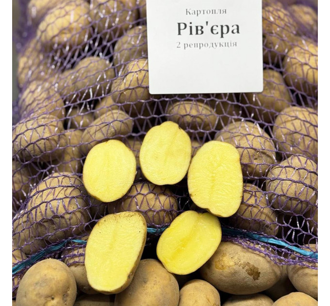 Семенной картофель Ривьера 50-60 дней, 2 репродукция