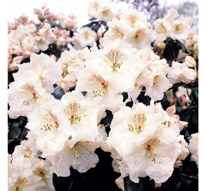 Рододендрон «Gartendirektor Riecer», контейнер 1.5 л.