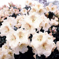 Рододендрон сорт «Gartendirektor Riecer», конт. P9