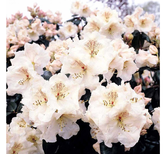 Рододендрон «Gartendirektor Riecer», конт. P9