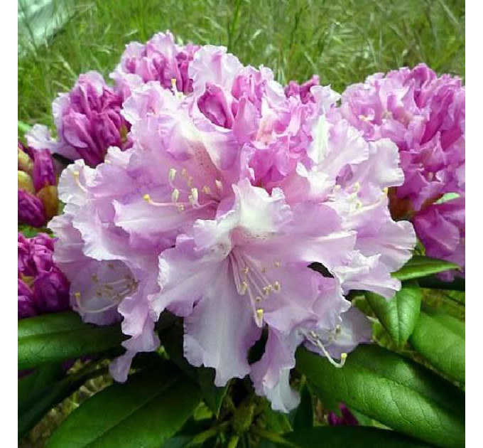 Рододендрон сорт Caroline Allbrook 1 летний, in vitro (полуупакованный)