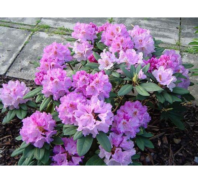 Рододендрон сорт Caroline Allbrook 1 летний, in vitro (полуупакованный)