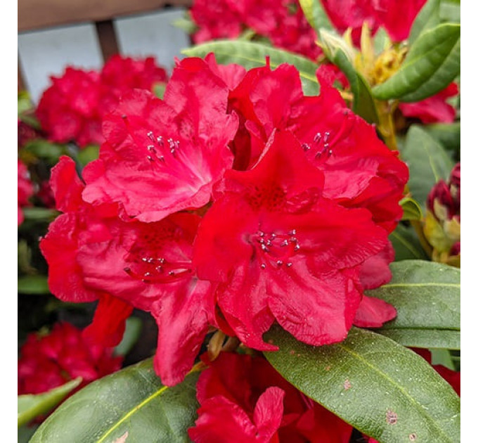 Саженцы рододендрона сорт "Busuki" 1 летние, конт. P9