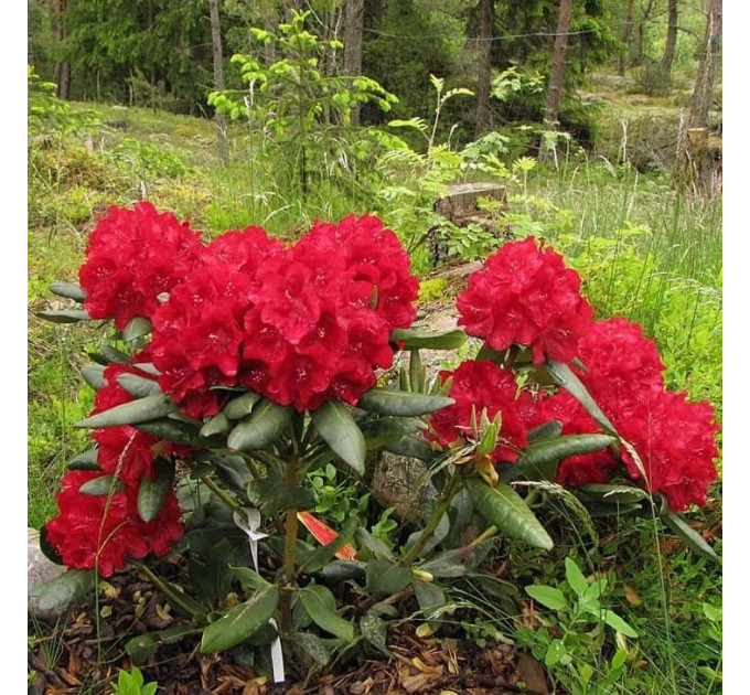 Саженцы рододендрона сорт "Busuki" 1 летние, конт. P9