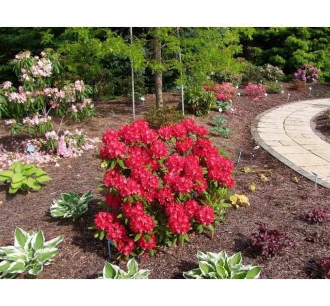 Саженцы рододендрона сорт "Busuki" 1 летние, конт. P9