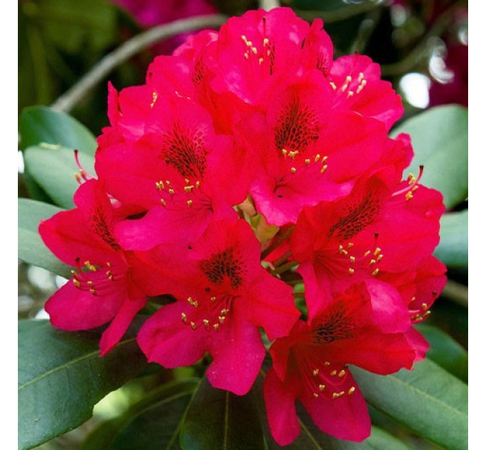 Саджанці рододендрону сорт "Dotello" 2-річні в конт. 1л