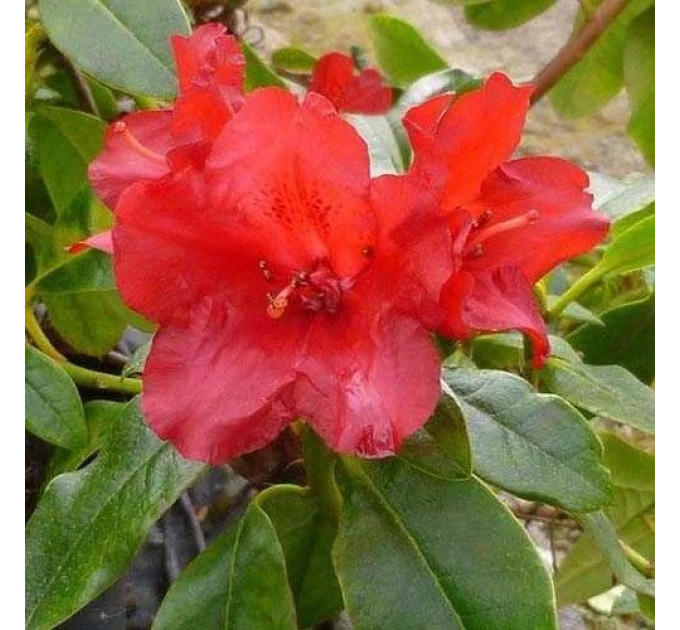 Рододендрон «Baden Baden», контейнер 1.5 л.