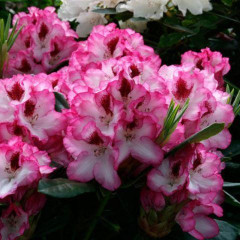 Рододендрон сорт Cherry Cheesecake 1 летний, in vitro (полуупакованный)