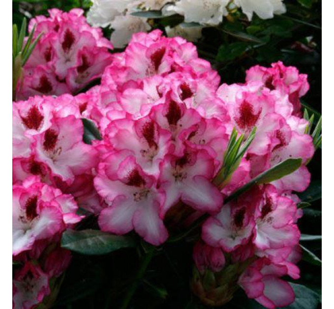 Рододендрон сорт Cherry Cheesecake 1 летний, in vitro (полуупакованный)