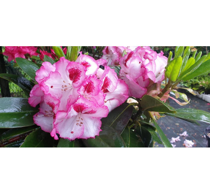 Рододендрон сорт Cherry Cheesecake 1 летний, in vitro (полуупакованный)