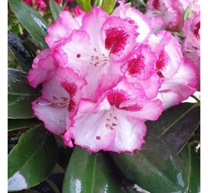 Рододендрон сорт Cherry Cheesecake 1 летний, in vitro (полуупакованный)