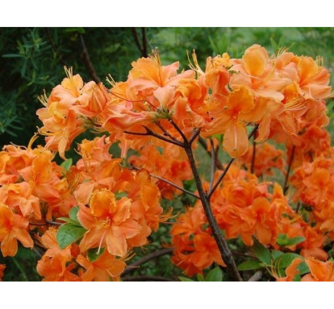 Рододендрон сорт Mandarin Lights 1 летний, конт. 0,5 л