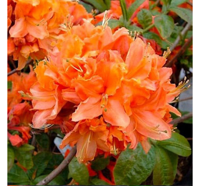 Рододендрон сорт Mandarin Lights 1 летний, конт. 0,5 л