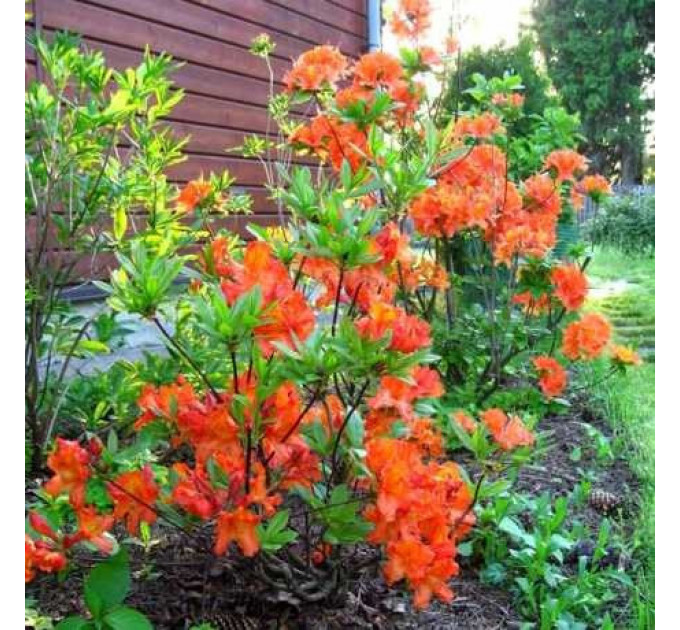 Рододендрон сорт Mandarin Lights 1 летний, конт. 0,5 л