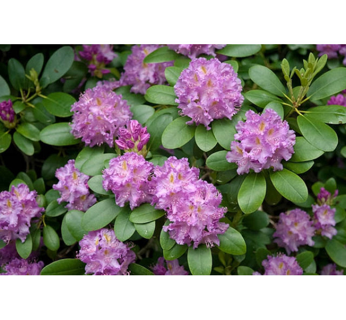 Рододендрон сорт «Roseum Elegans» 1 летний, конт. P9