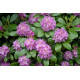 Рододендрон сорт «Roseum Elegans» 1 летний, конт. P9