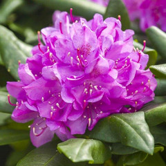 Рододендрон сорт «Roseum Elegans» 1 летний, конт. P9