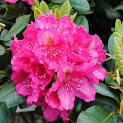 Саженцы рододендрона сорт "American Beauty" 1 летние, конт. P9