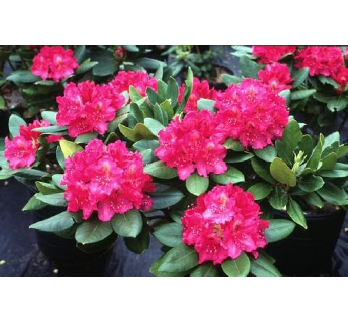 Саженцы рододендрона сорт "American Beauty" 1 летние, конт. P9