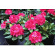 Саженцы рододендрона сорт "American Beauty" 1 летние, конт. P9