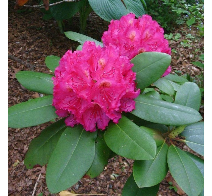 Саженцы рододендрона сорт "American Beauty" 1 летние, конт. P9