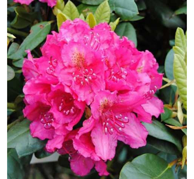 Саженцы рододендрона сорт American Beauty 2 летние, конт. 1 л