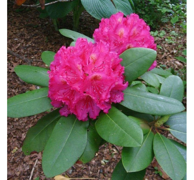 Саженцы рододендрона сорт American Beauty 2 летние, конт. 1 л