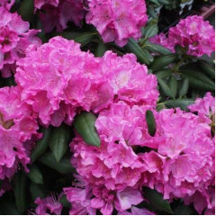 Рододендрон «Roseum Elegans», конт. 1.5 л