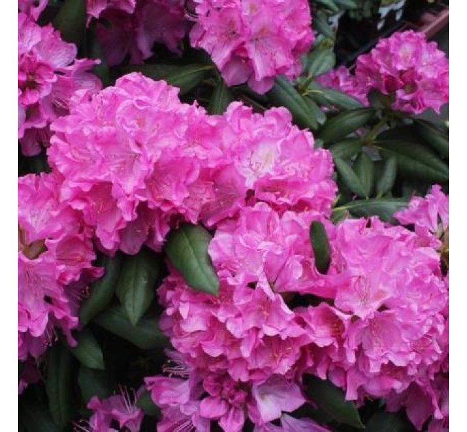 Рододендрон «Roseum Elegans», конт. 1.5 л