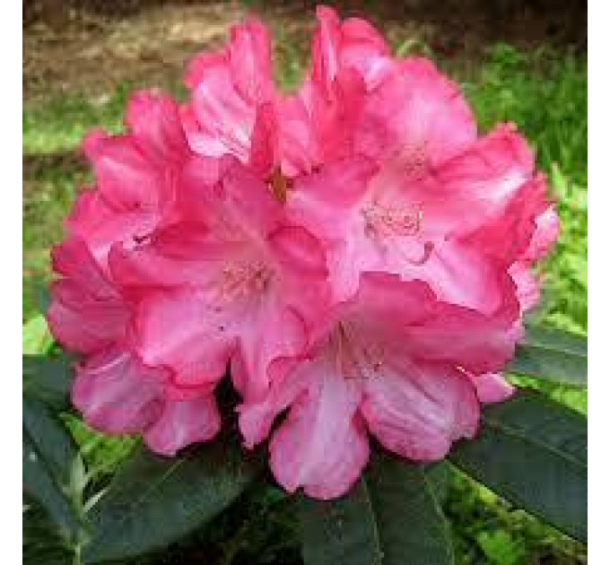 Рододендрон «Emanuela», контейнер 1.5 л.