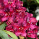 Рододендрон сорт Kali 1 летний, in vitro (полуупакованный)