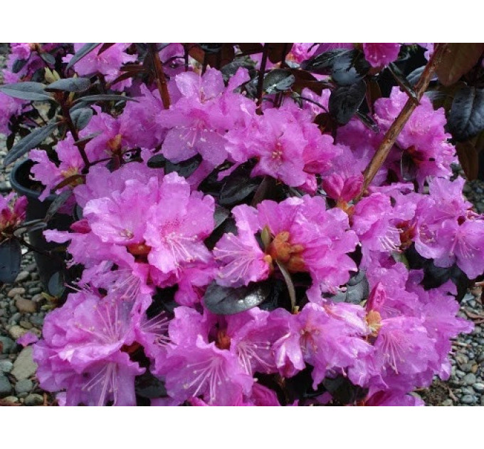 Рододендрон сорт Elite 1 летний, конт. P9