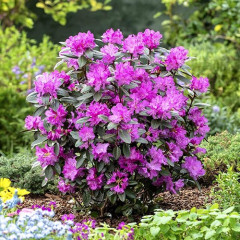 Рододендрон сорт Elite 1 летний, конт. P9