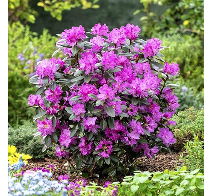 Рододендрон сорт Elite 1 летний, конт. P9