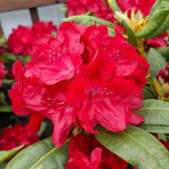 Саженцы рододендрона сорт Busuki 2 летние, конт. 1 л