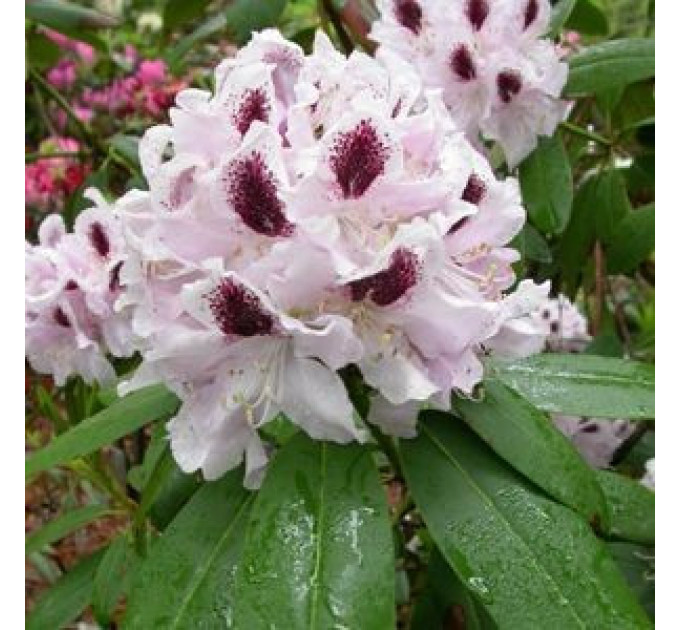 Рододендрон "Calsap", 7,5 л 50-60см