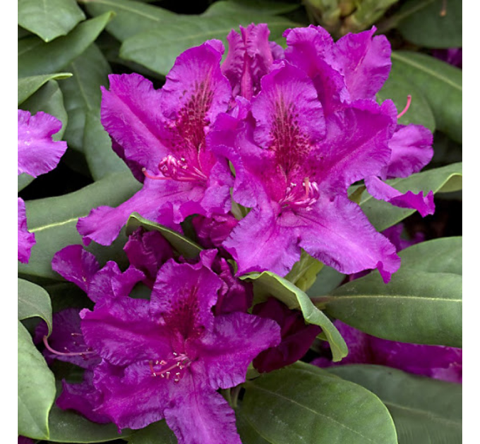 Рододендрон «Azurro», контейнер 1.5 л.