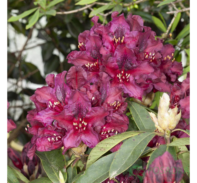 Рододендрон сорт Kali 1 летний, горшок 1.5 л