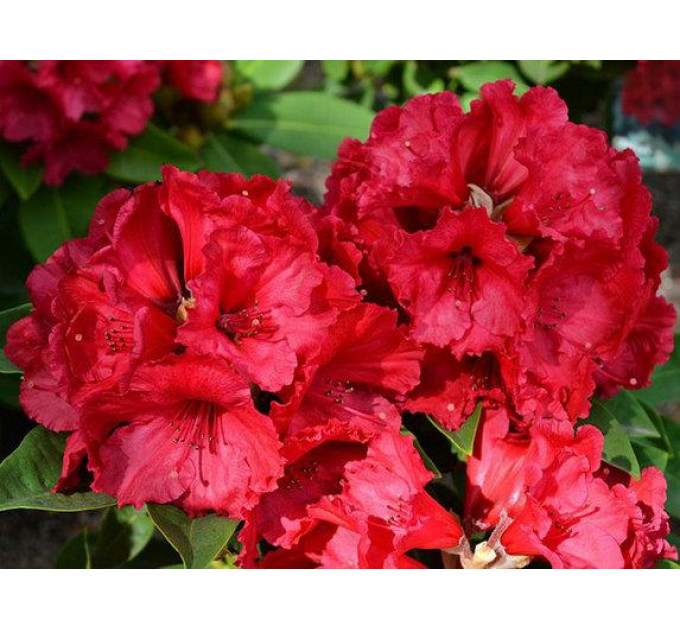 Рододендрон сорт Red Jack 1 летний, in vitro (полуупакованный)