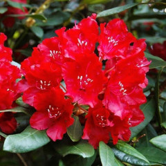 Рододендрон сорт Red Jack 1 летний, in vitro (полуупакованный)
