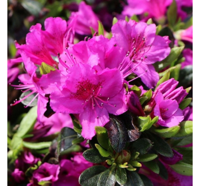 Рододендрон сорт Konigstein 2 летний, конт. 1 л