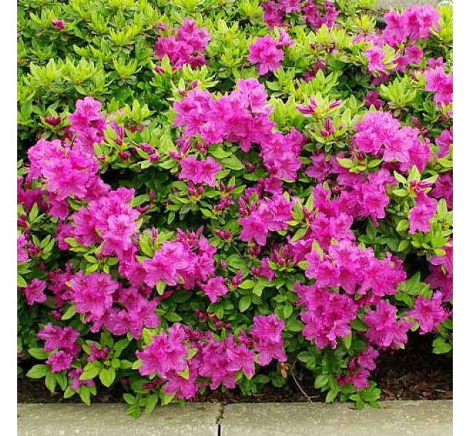 Рододендрон сорт Konigstein 2 летний, конт. 1 л