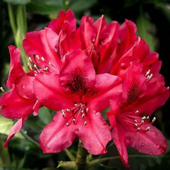 Рододендрон «Nova zembla», конт. 1.5 л.