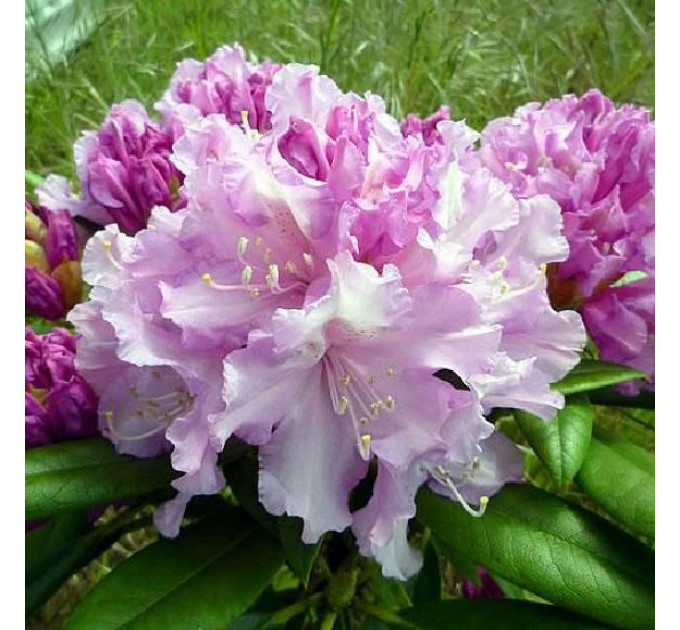 Рододендрон сорт Caroline Allbrook, 1 лет горшок 1.5 л