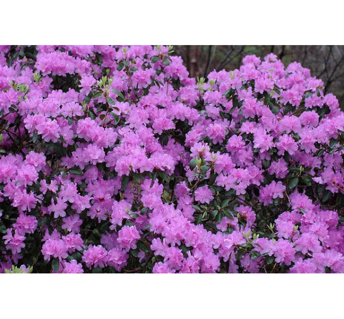 Рододендрон Pjm Elite в контейнере P9