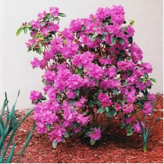 Рододендрон Pjm Elite в контейнере P9