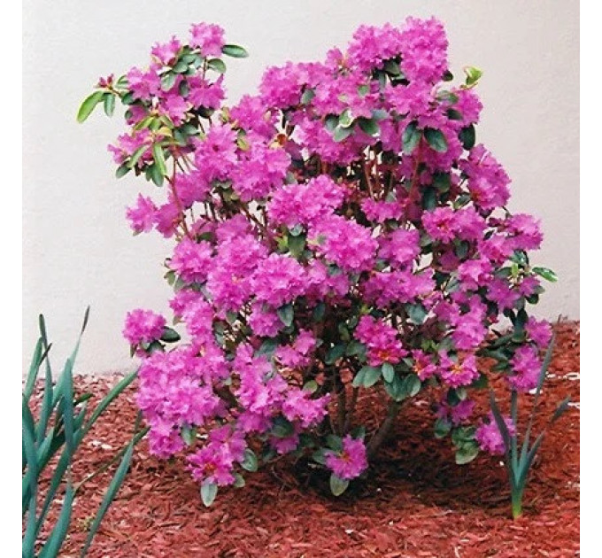 Рододендрон Pjm Elite в контейнере P9