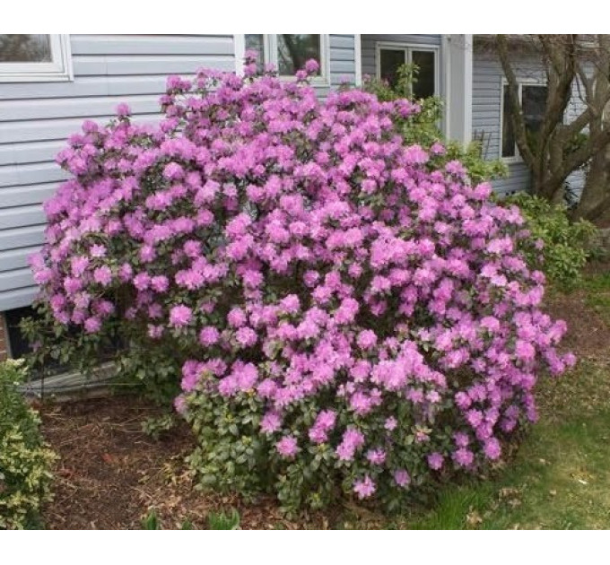 Рододендрон Pjm Elite в контейнере P9